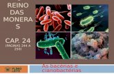 O REINO DAS MONERAS CAP. 24 (PÁGINAS 244 A 250) As bacérias e cianobactérias.