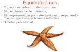 Equinodermos Equino = espinhosdermos = pele São exclusivamente marinhos; São representados por estrelas-do-mar, serpente-do- mar, ouriço-do-mar e bolachas-da-praia;