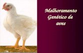 Melhoramento Genético de aves. AVES GÊNERO Archaeopterix Galinha Doméstica: Espécie Precursora G allus galuus (selvagem vermelha) Domesticação: Sudoeste.