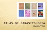 ANA PAULA BARRETO 2 PARASITOLOGIA A parasitologia conceitua o parasitismo como "toda planta ou animal que vive dentro de, sobre ou com outro ser vivente,