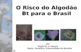 O Risco do Algodão Bt para o Brasil por Nagib M. A. Nassar Depto. Genética, Universidade de Brasília.