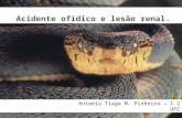 Antonio Tiago M. Pinheiro – I 2 UFC. ACIDENTES OFÍDICOS in Guia de Vigilância Epidemiológica Caderno 14 MINISTÉRIO DA SAÚDE – BRASIL 2009 disponível em.