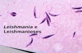 Leishmania e Leishmanioses. Filo Sarcomastigophora Sub-filo Mastigophora Ordem Kinetoplastida FamíliaTrypanosomatidae Gênero Leishmania Classificação.