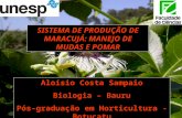 SISTEMA DE PRODUÇÃO DE MARACUJÁ: MANEJO DE MUDAS E POMAR Aloísio Costa Sampaio Biologia – Bauru Pós-graduação em Horticultura - Botucatu.