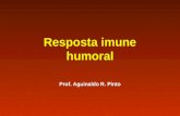 Resposta imune humoral Prof. Aguinaldo R. Pinto. Anticorpos Proteínas solúveis que pertecem à classe das globulinas, devido a sua estrutura globular.