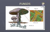 FUNGOS. Tipicamente, o talo de um fungo consiste de filamentos ramificados em todas as direções, sobre ou dentro de substrato que exploram como alimento.