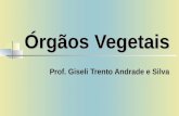 Órgãos Vegetais Prof. Giseli Trento Andrade e Silva.