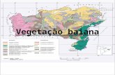Vegetação baiana. Características Gerais O Estado da Bahia possui uma área de 564.692,669 km², com a maior extensão territorial do Nordeste, ocupando.