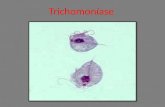 Trichomoníase. Introdução A Tricomoníase é uma doença ocasionada por um protozoário unicelular eucarionte do grupo dos triapanossomos, sendo transmitido.