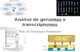 Análise de genomas e transcriptomas Prof. Dr. Francisco Prosdocimi.