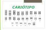 CARIÓTIPO. Conceito Conjunto de cromossomos contidos nas células de um organismo. Organizados em ordem decrescente de tamanho Sp. Humana = 46 cromossomos.