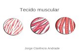 Jorge Clarêncio Andrade Tecido muscular. Características gerais Junqueira & Carneiro, 2005.