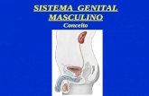 SISTEMA GENITAL MASCULINO Conceito. Componentes Gônadas Vias condutoras Glândulas anexas Orgão genital externo.