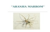 ARANHA MARROM. ATENÇÃO!!! Entre as aranhas venenosas existentes no a pequena aranha marrom é a mais comum. O veneno causa alterações na pele que pode.