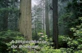 A Importância do Bosque A Importância do Bosque Todos os mestres dizem que o tesouro espiritual é uma descoberta solitária. Todos os mestres dizem que.