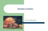 REINO FUNGI OS FUNGOS. Características gerais eucarióticos; heterótrofos; maior parte são filamentosos; unicelulares (leveduras); classificação plantas.