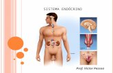 SISTEMA ENDÓCRINO Prof. Víctor Pessoa. - Juntamente com o sistema nervoso, o sistema endócrino atua na integração das funções do organismo. CaracterísticaSistema.