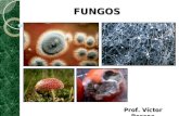 FUNGOS Prof. Víctor Pessoa. SERIAM OS FUNGOS PLANTAS? Por muito tempo, os fungos foram considerados vegetais ("semelhantes a plantas), isso porque a maioria.