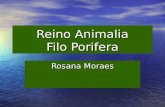 Reino Animalia Filo Porifera Rosana Moraes. Características gerais dos poríferos Porifera (do grego poris, poro, e phoros, portador) reúne os animais.