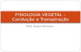 Prof. Regis Romero FISIOLOGIA VEGETAL – Condução e Transpiração.