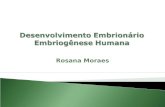 Rosana Moraes. O desenvolvimento embrionário humano tem seu início no ato da fecundação, em que espermatozóide e ovócito secundário se fundem, formando.