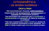 CITOGENÉTICA - os ácidos nucleicos - DNA e RNA São macromoléculas chamadas polinucleotídeos. processamento Responsáveis pelo processamento, armazenamento.