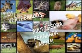 OS VERTEBRADOS PROFESSORA FERNANDA LANDIM. Os vertebrados são representados pelos peixes, anfíbios, répteis, aves e mamíferos. Esses animais apresentam.
