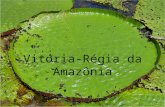 Vitória-Régia da Amazônia A vitória-régia tem a beleza das grandes descobertas que os europeus fizeram nas matas brasileiras no século XIX. Por alguns.