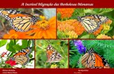 A Incrível Migração das Borboletas Monarcas Música: Borboleta By Ney Deluiz Canta: Marisa Monte Use o Mouse.