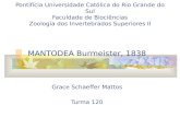 Pontifícia Universidade Católica do Rio Grande do Sul Faculdade de Biociências Zoologia dos Invertebrados Superiores II MANTODEA Burmeister, 1838 Grace.