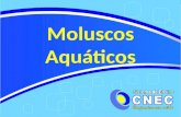 Moluscos Aquáticos. 80% água: CORPO MOLE Aquático/terrestre; Simetria bilateral; Triblásticos; Protostômios; Esquizocelomados. Características Gerais.