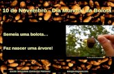 Semeia uma bolota… Faz nascer uma árvore! 10 de Novembro - Dia Mundial da Bolota Escola Secundária Quinta das Palmeirasbologta.blogspot.com Dia Mundial.