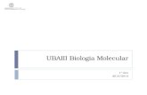 UBAIII Biologia Molecular 1º Ano 2013/2014. 7/Nov/2013MJC-T07 Sumário: Capítulo VI. RNAs não codificantes iRNA miRNA piwiRNA 2.
