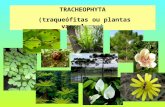 TRACHEOPHYTA (traqueófitas ou plantas vasculares).