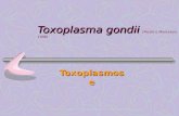 Toxoplasma gondii Toxoplasma gondii (Nicole e Manceaux, 1908) Toxoplasmose Profa. Marise S. Mattos – Curso de Protozoologia – Universidade Federal do Rio.