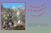 LIGUE O SOM O Jardim Getsemani, localiza-se ao pé do Monte das Oliveiras, no vale do Cédron.