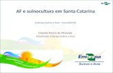 AF e suinocultura em Santa Catarina Embrapa Suínos e Aves - Concórdia/SC Cláudio Rocha de Miranda Pesquisador Embrapa Suínos e Aves.