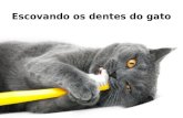 Escovando os dentes do gato. Escovar os dentes dos gatos é um cuidado essencial para a saúde oral do animal, pois quando não tomamos esses cuidados o.