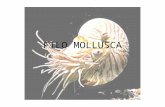 FILO MOLLUSCA. Filo Mollusca – Características gerais: Mollusca – lat. Mollis – corpo mole; 2º maior grupo de animais com celoma verdadeiro – celomados.
