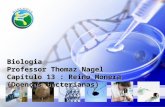 Biologia Professor Thomaz Nagel Capítulo 13 : Reino Monera (Doenças bacterianas)