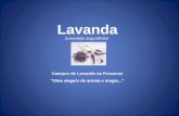 (Lavandula angustifolia) Campos de Lavanda na Provence Uma viagem de aroma e magia... Lavanda.