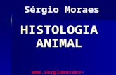 HISTOLOGIA ANIMAL. HISTOLOGIA É O RAMO DA BIOLOGIA QUE ESTUDA OS TECIDOS Histo (tecido); Logia (estudo) Tecidos: Especialização, Divisão do trabalho e.