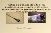 Susana F. Domingues Estudo do efeito do citral na morfologia do esqueleto de peixe zebra durante os primeiros estados de desenvolvimento.