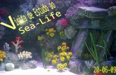 No dia 25 de Junho a nossa turma foi visitar o Sea-Life com o objectivo de recolher dados que permitam elaborar um trabalho da Unidade de Competência.