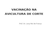 VACINAÇÃO NA AVICULTURA DE CORTE Prof. Dr. Levy Rei de França.