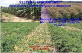 SISTEMA BRAGANTINO: Agricultura Sustentável para a Amazônia Manoel da Silva Cravo DSc. Solos e Nutrição de Plantas TERESINA – PIAUI Maio de 2006.