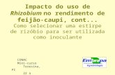 Impacto do uso de Rhizobium no rendimento de feijão-caupi, cont... CONAC Mini-curso Teresina, PI 22 a 24/5/2006 Como selecionar uma estirpe de rizóbio.
