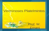 Verminoses Platelmintos Prof. W. Ernani. Esquistossomose (bilharziose=xistose=barriga d`agua) Ag. etiologico – Schistosoma mansoni (cl.Trematodos) Ciclo.