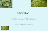 BRIÓFITAS BRIO=musgo; FITO= planta Prof: Gleice Cristina.