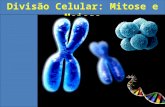 Divisão Celular: Mitose e Meiose. 1)Conceitos Prévios Cromossoma: Estrutura que contém uma longa molécula de DNA associada a proteínas histonas, visível.